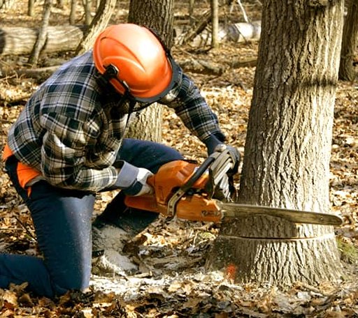 Tree Removal in Harrisville, RI